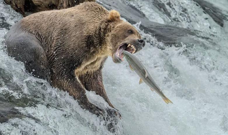 خرس قهوه ای در حال شکار ماهی سالمون