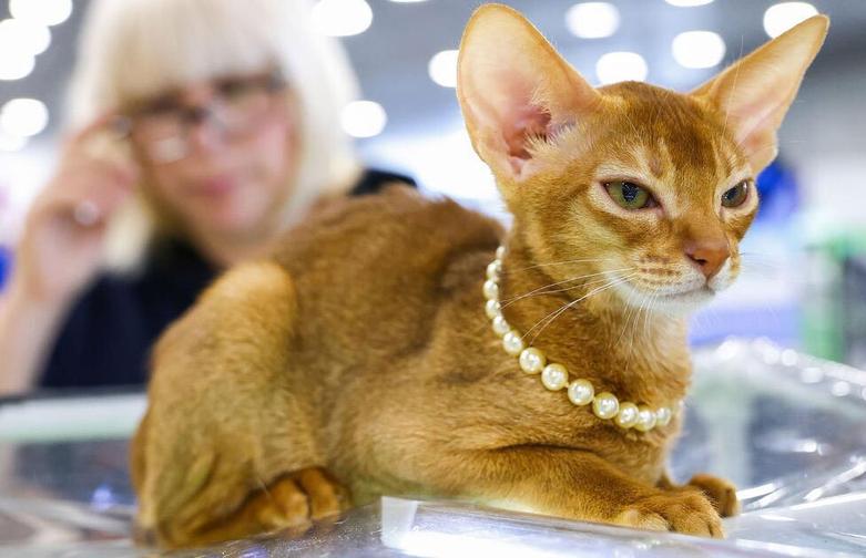 دیدنی های امروز؛ از کارناوال های تابستانه تا مسابقات فوتبال یورو 2024 یک گربه حبشی در نمایشگاه گربه