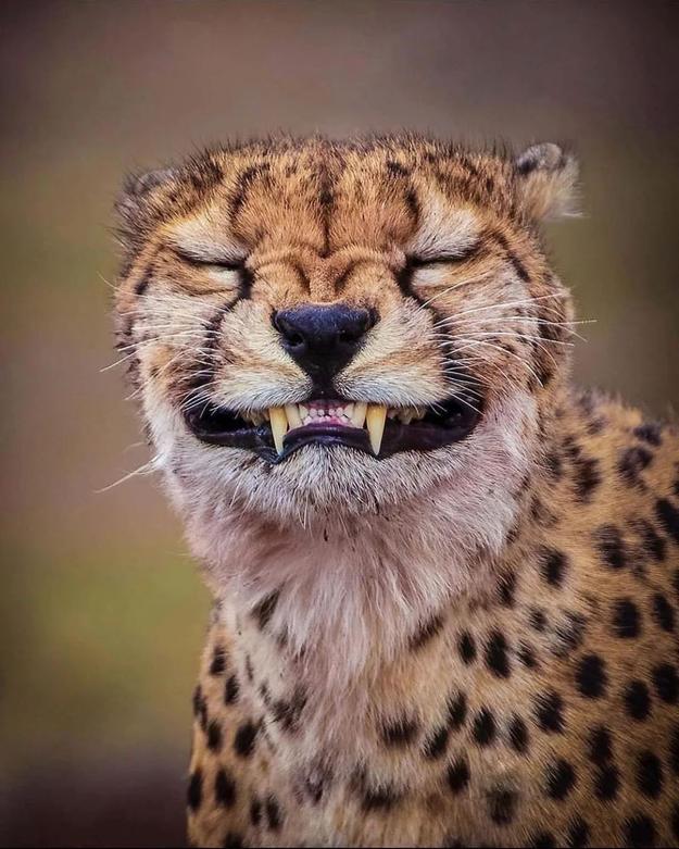 یوزپلنگ‌ها
