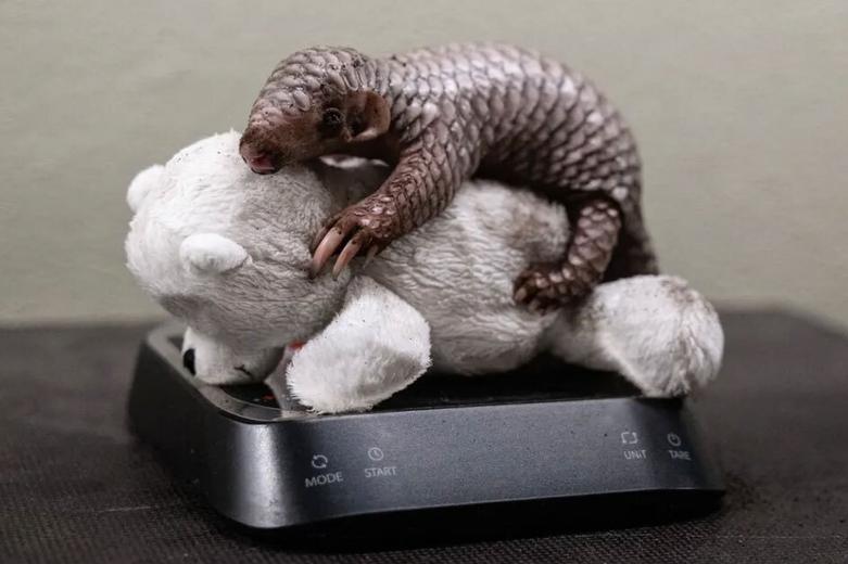 دیدنی های امروز؛ از نشست سران ناتو تا مسابقات یورو 2024 وزن کردن یک "پانگولین" در باغ وحش