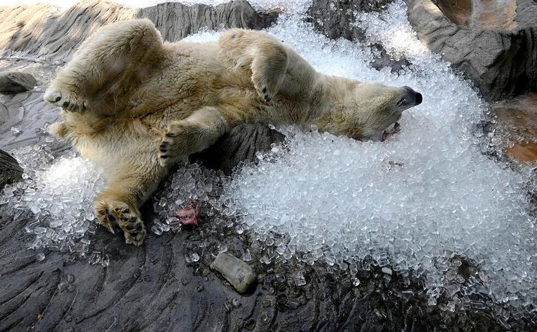 دیدنی های امروز؛ از نشست سران ناتو تا مسابقات یورو 2024 استراحت یک خرس قطبی روی قالب های یخ