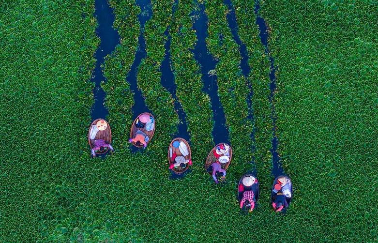 کشاورزان چینی در جیانگسو مشغول 