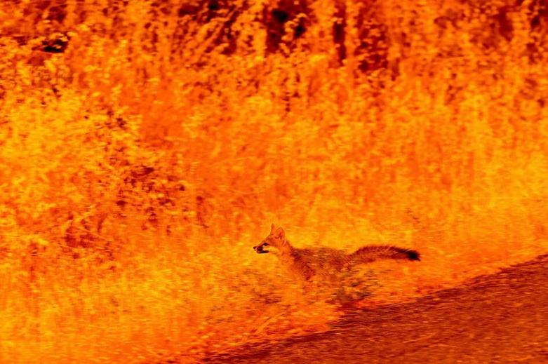 دیدنی های امروز؛ از وضع نوار غزه تا المپیک پاریس فرار حیوانات از آتش سوزی های جنگلی