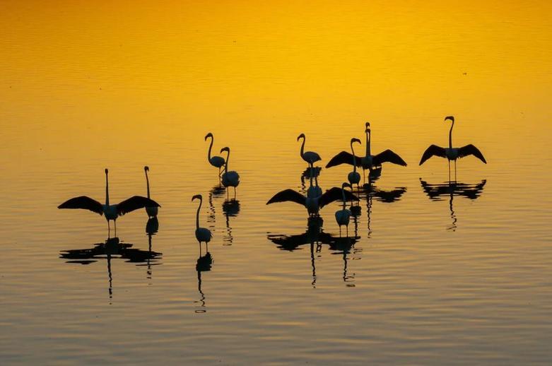 فلامینگوهای دریاچه "اِبِر" در ترکیه