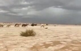 تبدیل صحرا به رودخانه یخی در عربستان