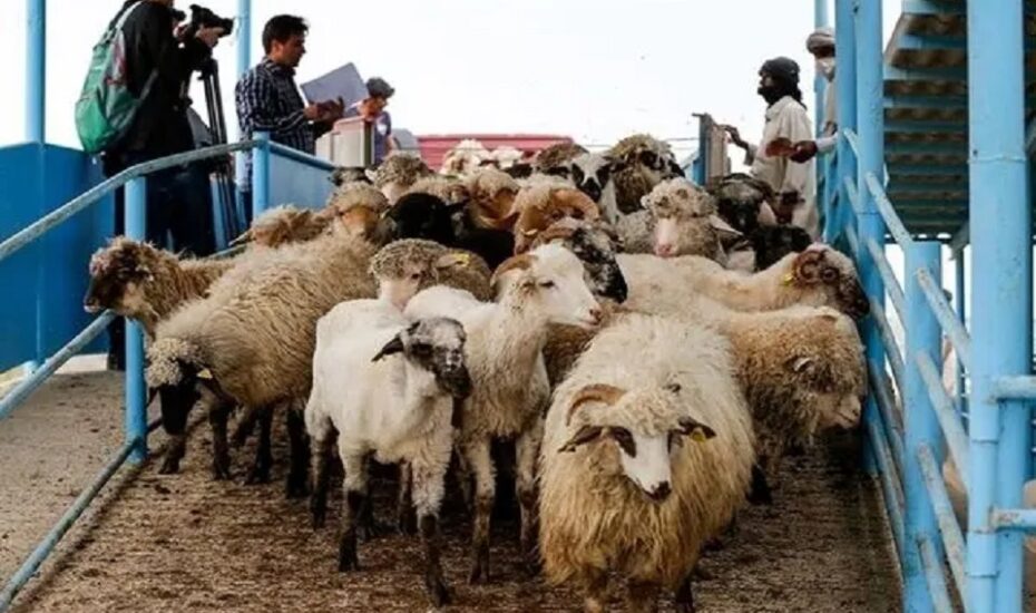 قیمت دام زنده