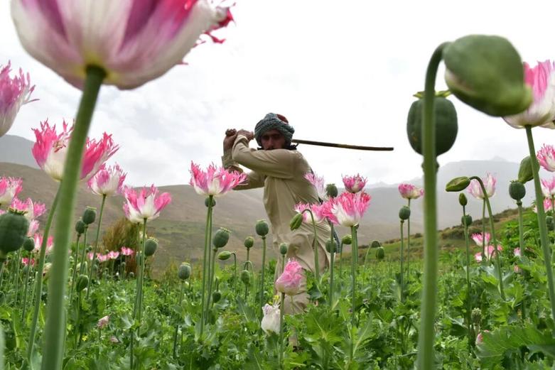 دیدنی های امروز؛ از پس لرزه های ترور هنیه تا مبارزه با کشت مواد مخدر در افغانستان پلیس مبارزه با مواد مخدر طالبان یک مزرعه کشت خشخاش