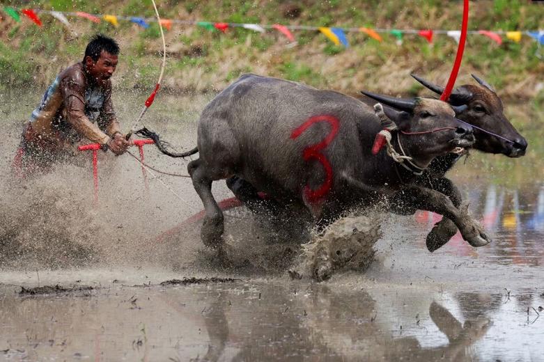 مسابقات سالانه گاومیش رانی در تایلند