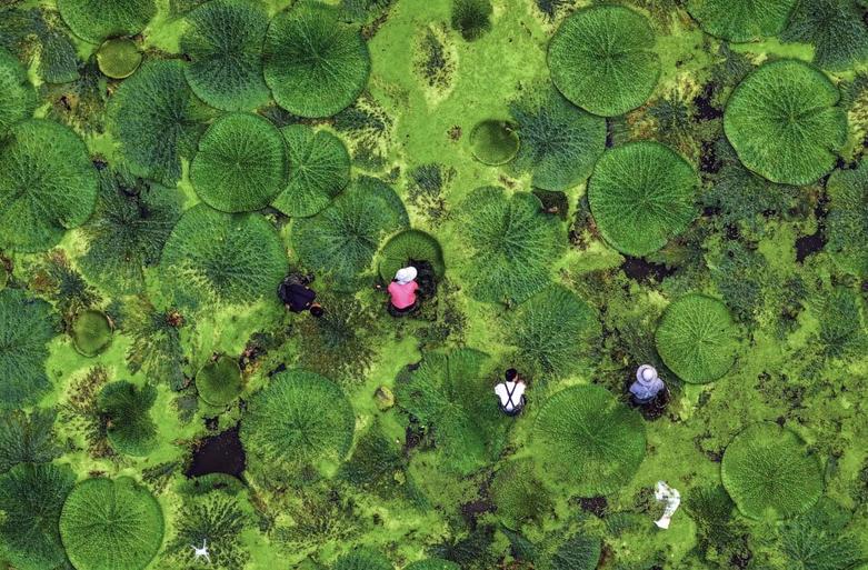 کشاورزان چینی در حال برداشت میوه گورگون
