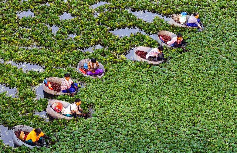 کشاورزان چینی در حال برداشت شاه بلوط آبی