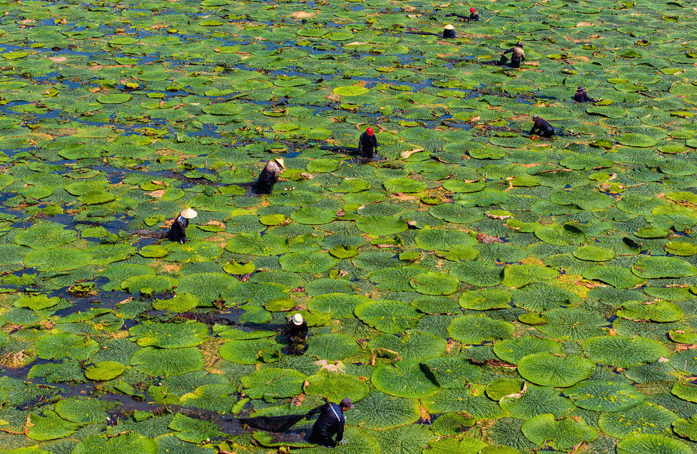 کشاورزان و روستاییان در حال برداشت میوه "گورگون"