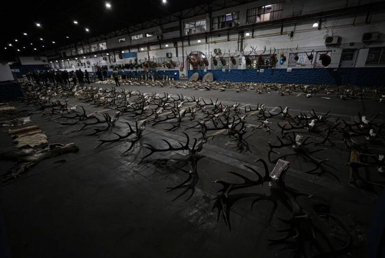 کشف محموله ای بزرگ از قاچاقچیان حیوانات