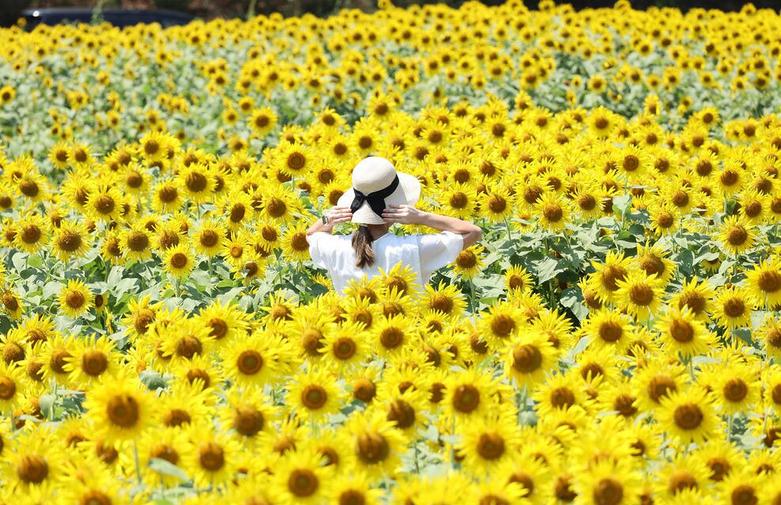جشنواره گل آفتابگردان در شهر "زاما" ژاپن