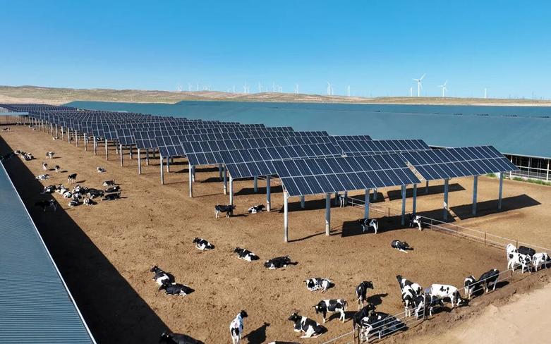 دیدنی های امروز؛ از سالگرد استقلال هند و پاکستان تا سومین سالگرد به قدرت رسیدن طالبان یک دامداری با انرژی خورشیدی