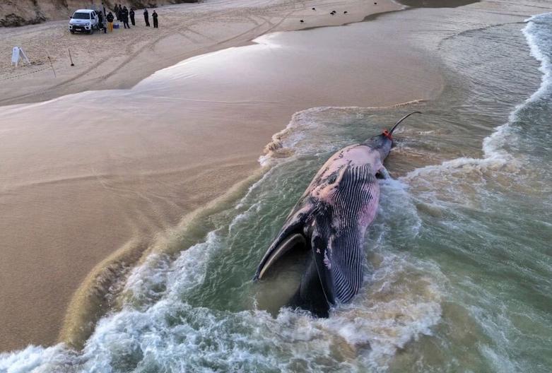 به شن نشستن یک نهنگ در سواحل برزیل