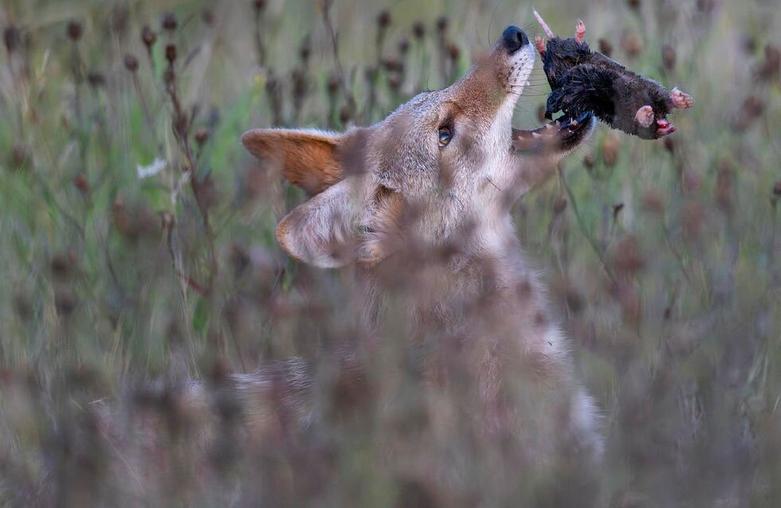 لحظه شکار یک روباه