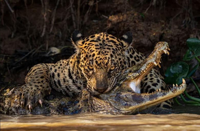 پلنگی در حال شکار یک کروکودیل