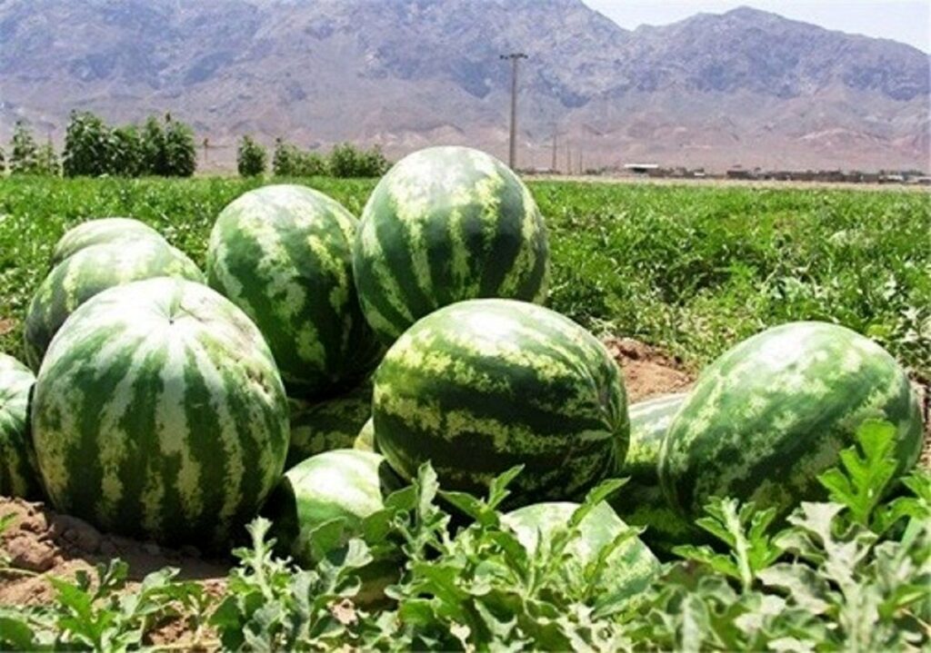 آبیاری هندوانه