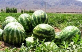 آبیاری هندوانه