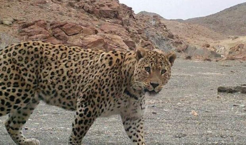 پلنگ ایرانی