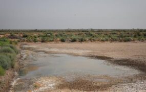 خوزستان ؛تالاب خشک و تشنگی گاو میش ها