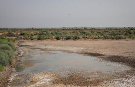 خوزستان ؛تالاب خشک و تشنگی گاو میش ها