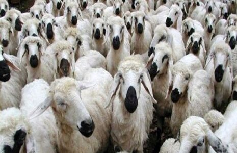 قیمت دام زنده