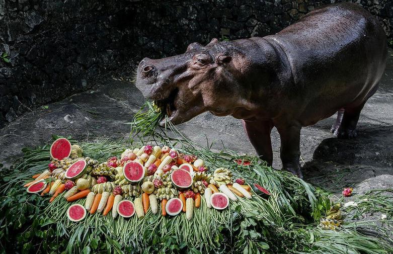 دیدنی های امروز؛ از مراسم اختتامیه پارالمپیک پاریس تا جشنواره های هندو تولد 59 سالگی اسب آبی در باغ وحشی در تایلند