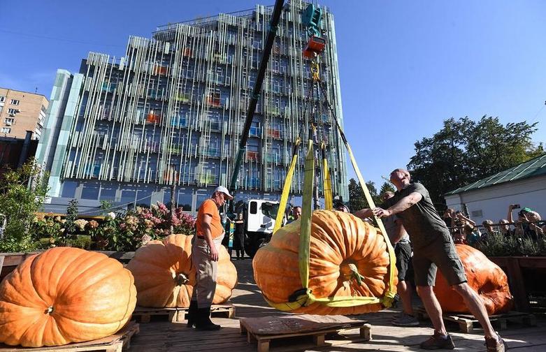 وزن کشی کدوتنبل  در مسکو