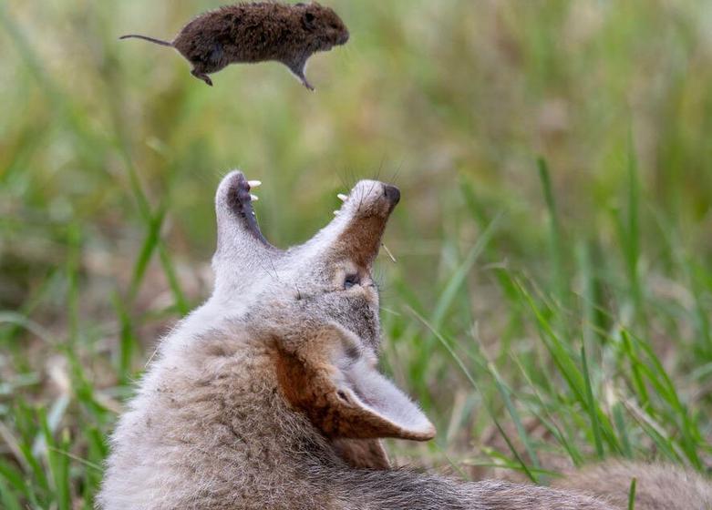 لحظه شکار یک "کایوت وحشی"