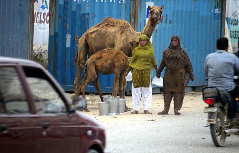 فروش شیر شتر در کنار جاده در لاهور پاکستان