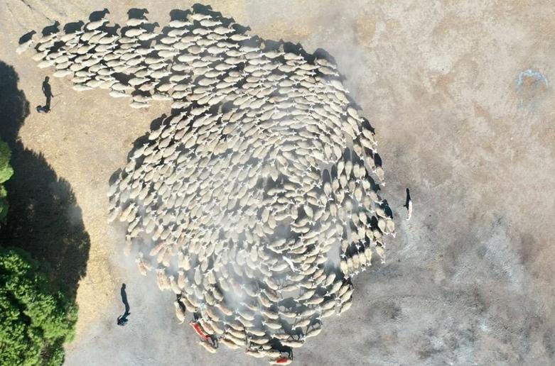 گله گوسفند در بورسا ترکیه