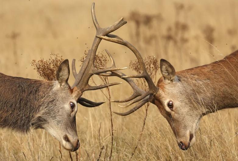 گوزن های پارک ریچموند لندن