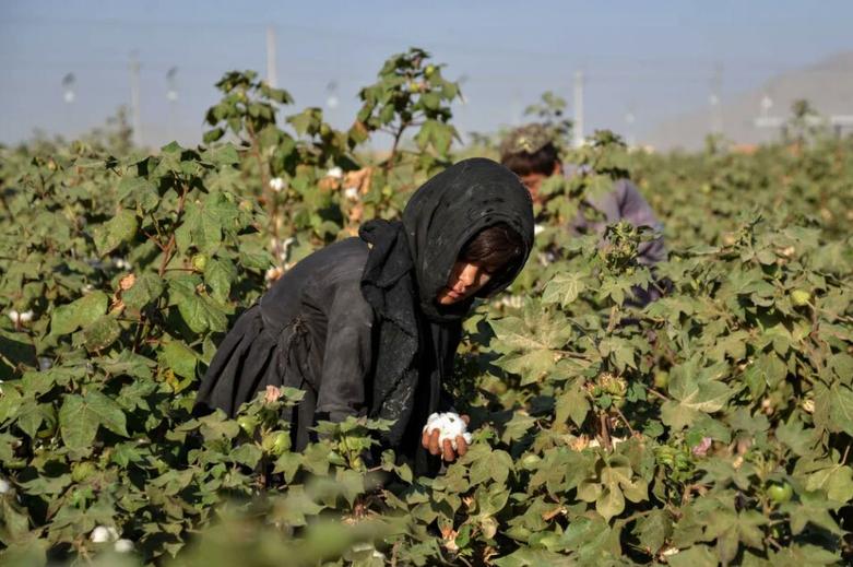 کشت پنبه در قندهار افغانستان