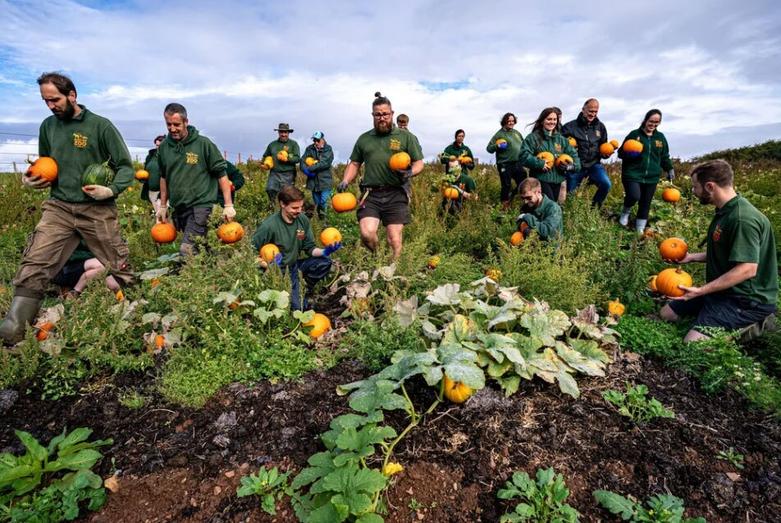برداشت کدوتنبل از مزرعه باغ وحشی