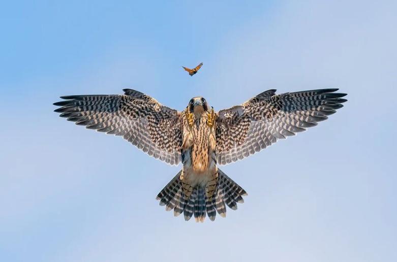 از عکس های برگزیده مسابقات جهانی عکاسی از پرنده