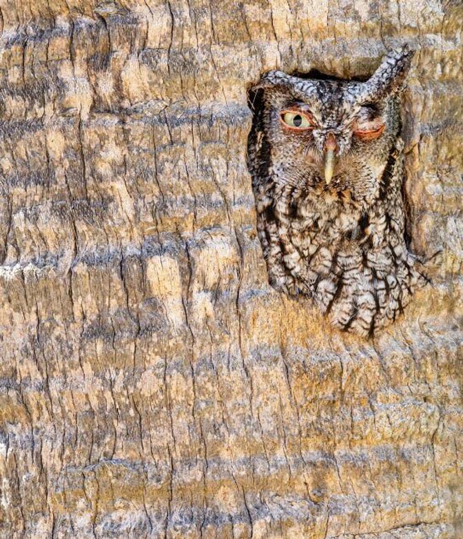 از عکس های برگزیده مسابقات جهانی عکاسی از پرنده