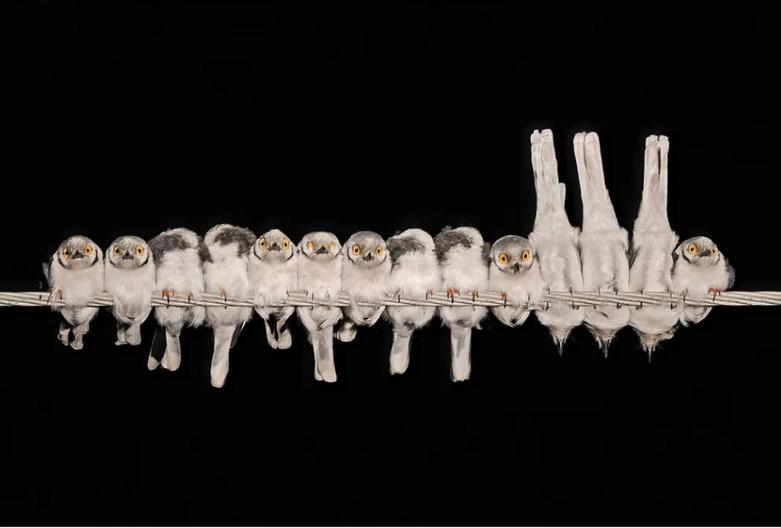 از عکس های برگزیده مسابقات جهانی عکاسی از پرنده