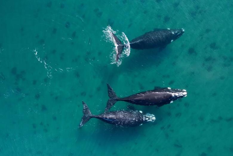 شنای نهنگ ها در سواحل اقیانوس اطلس آرژانتین