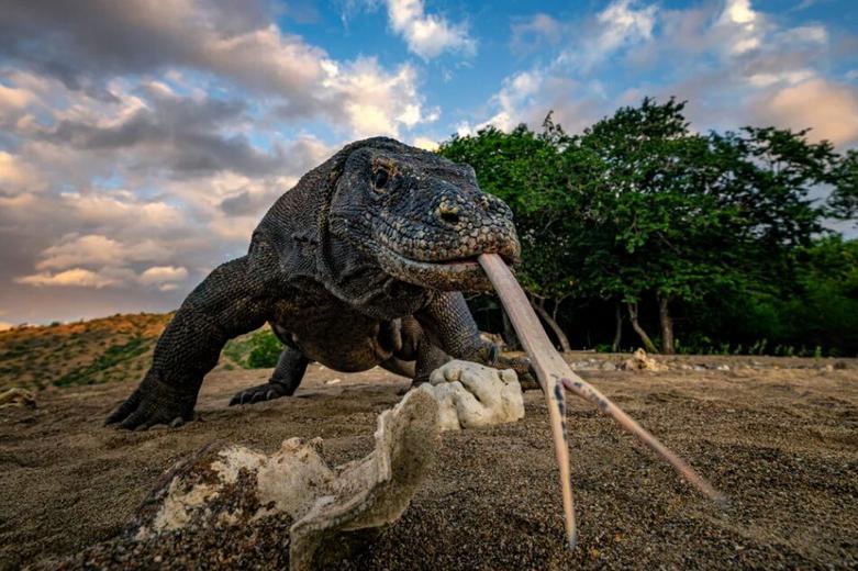 یک اژدهای کومودو در جزیره کومودو در اندونزی