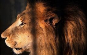 شکستن شیشه قفس توسط شیر نر در باغ وحش ارم