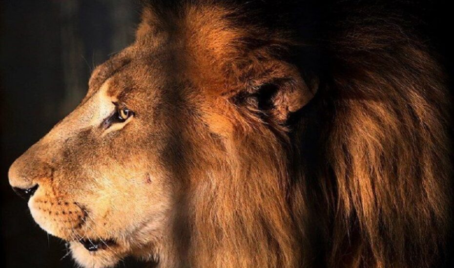 شکستن شیشه قفس توسط شیر نر در باغ وحش ارم
