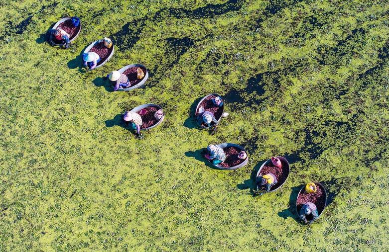 کشاورزان چینی در حال جمع آوری شاه بلوط آبی