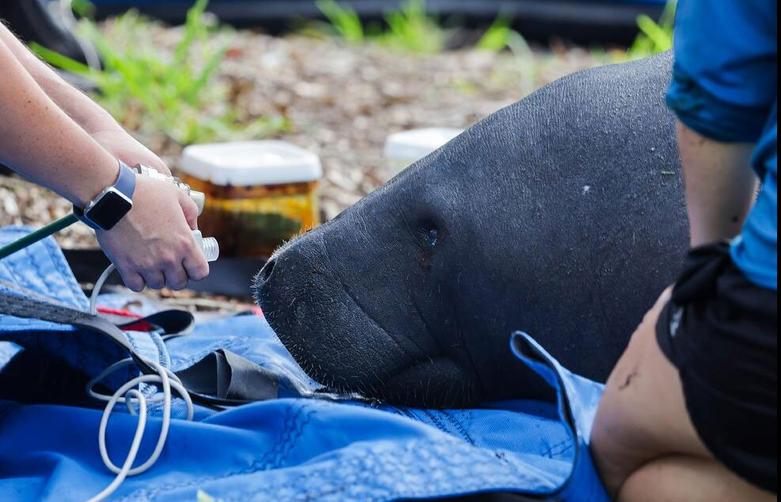 نجات 5 گاو دریایی در فلوریدا آمریکا