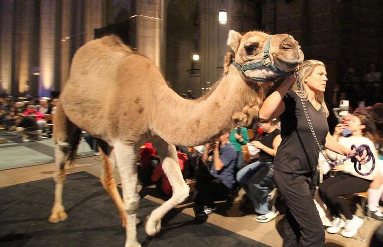 آوردن یک شتر به کلیسای جامع "سنت جان دیون"