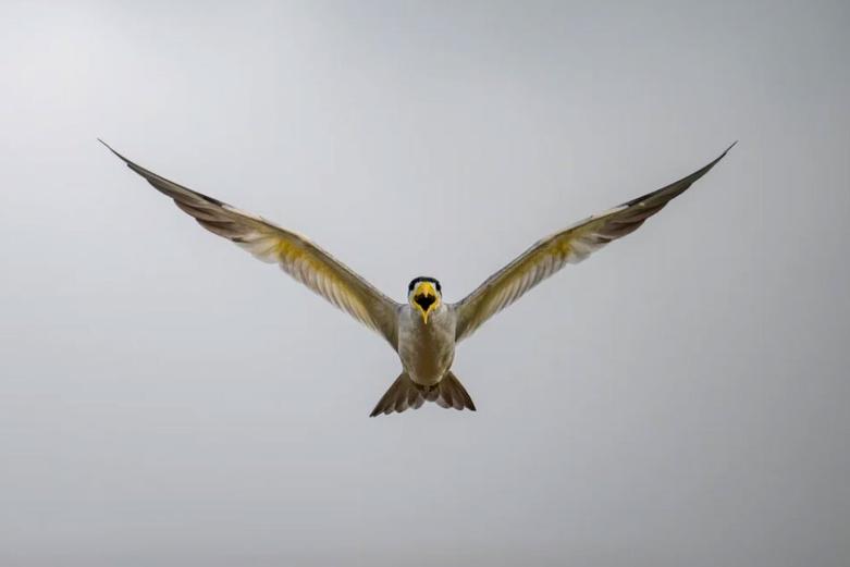 دیدنی های امروز؛ از آوارهای بیروت تا جشنواره هندوها پرواز یک حواصیل سرسیاه