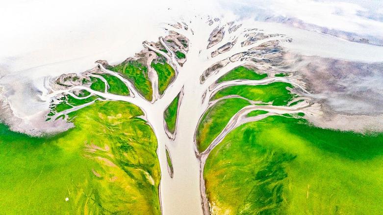 "درخت زندگی" دریاچه پویانگ در نانچانگ چین