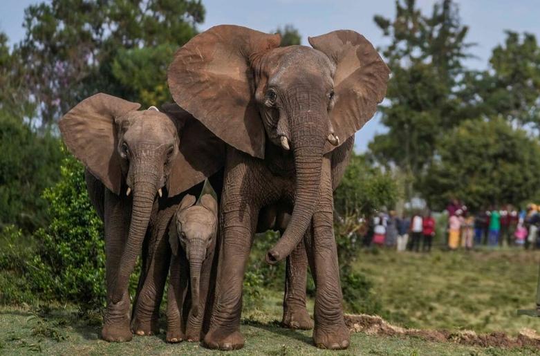 فیل های پارک ملی در مرکز کنیا