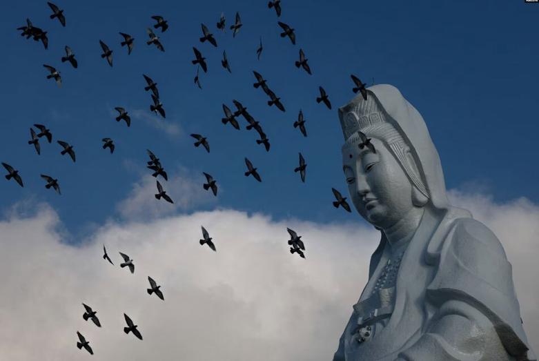 کبوترها از کنار مجسمه "گوانین" - خدایی مورد احترام بودیسم