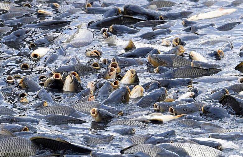 صید ماهیان کپور از برکه "زاباکور"